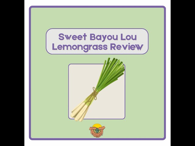 Find Out What Lemongrass Can Do For You
