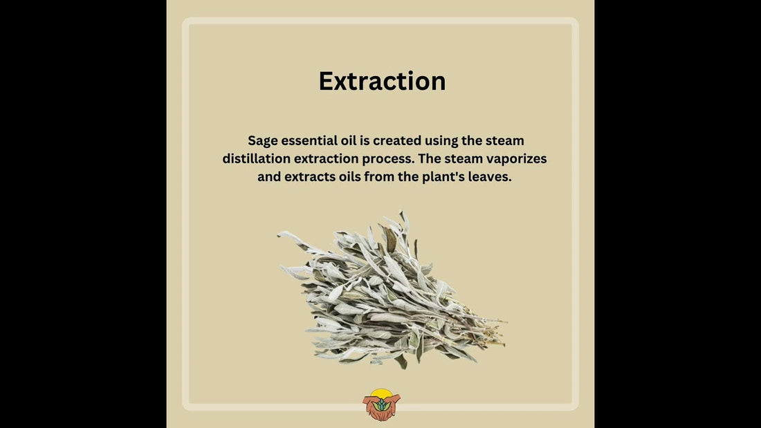 Sage isn't just a seasoning! Find out what other wonderful benefits it has!