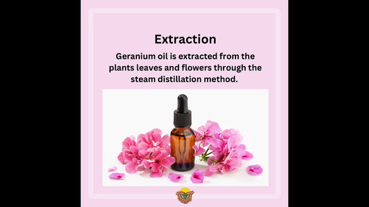 Geranium Oil Repels Bugs? Who Knew?!?!