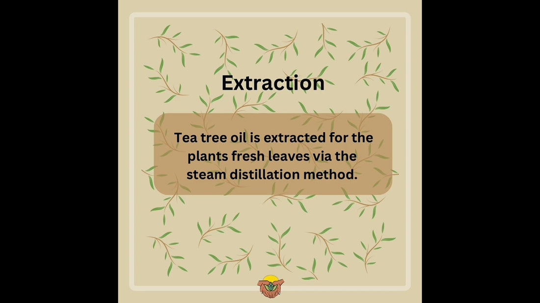 Tea Tree Oil - The Anti-fungal Hero!