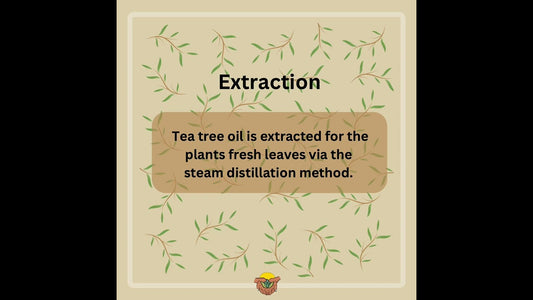 Tea Tree Oil - The Anti-fungal Hero!