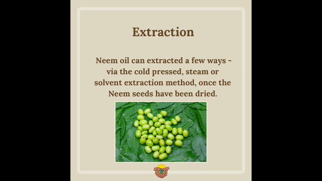 Nature's insecticide ~: Neem Oil