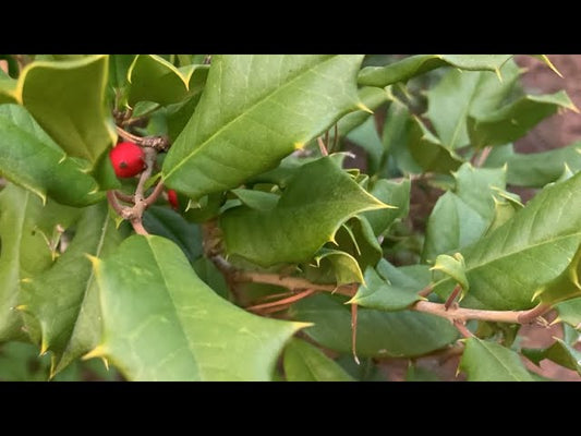 This Christmas Evergreen Is The Gift That Keeps Giving!
