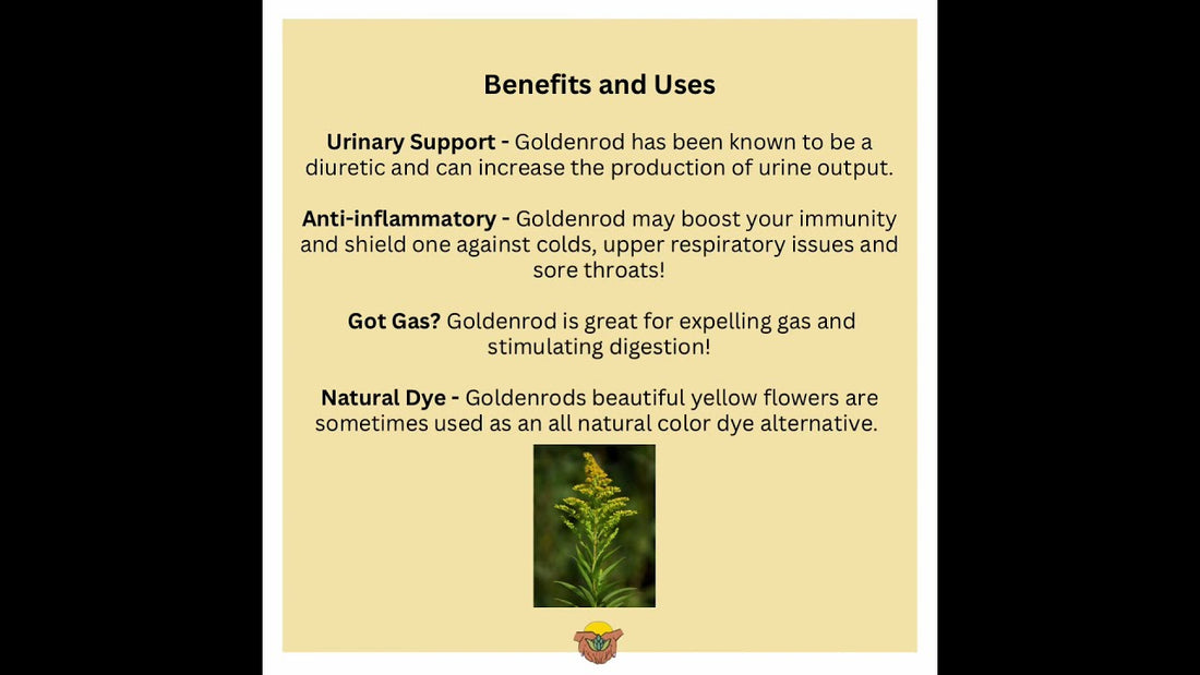 Goldenrod may be considered a weed but this plant has value!