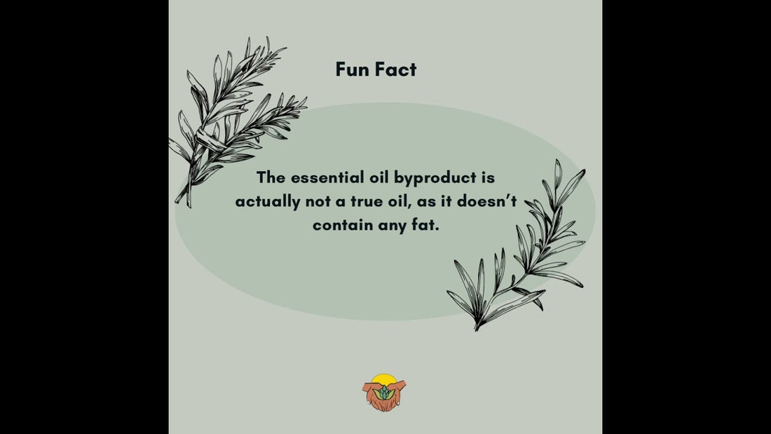 This popular herb is equally beneficial in its liquid form.