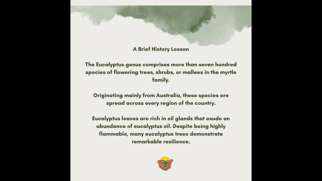 We're going down eucalyptus lane! How do you use eucalyptus oil in your home?