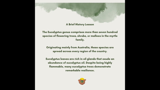 We're going down eucalyptus lane! How do you use eucalyptus oil in your home?